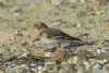 Snow Bunting at Southchurch Seafront (Richard Howard) (57415 bytes)